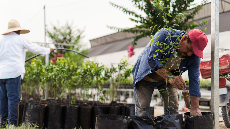man watering fruit trees while another man repots trees in a nursery