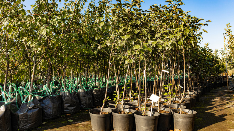 Apple trees in pots and planter bags at an outdoor nursery in the sun