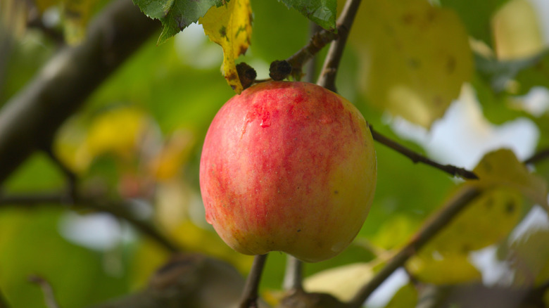 A close up of a single Liberty apple on a mature tree