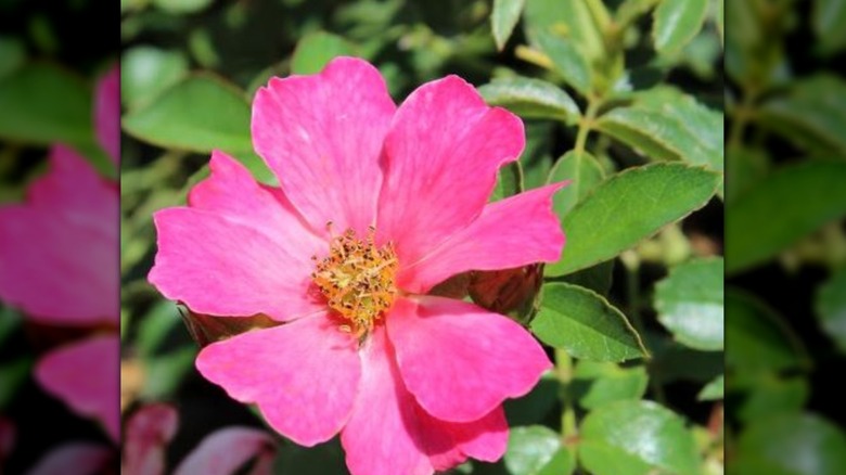 Closeup on Rosa Meijocos flower