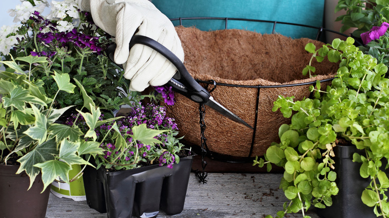 Hanging plant basket with plants next to it