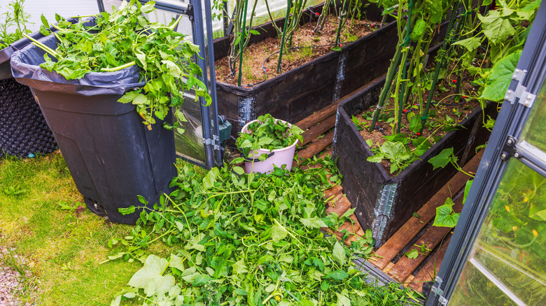 A pile of trimmed plant leaves on the ground outside a greenhouse with tomato plants growing inside.