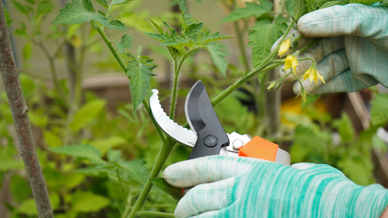 A person's hands in blue gardening gloves using garden trimmers to remove a tomato side shoot.