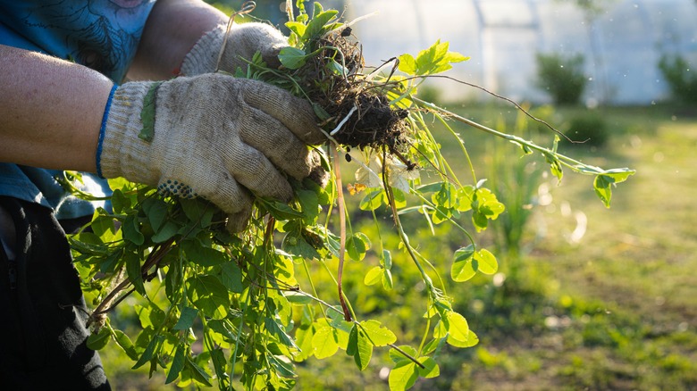 Gloved hands holding weeds