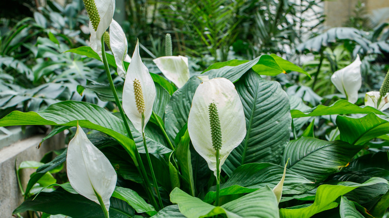 Flowering peace lilies