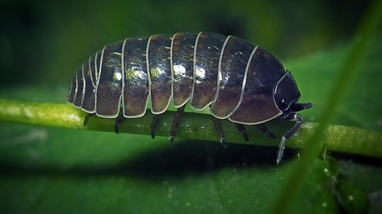 roly-poly on a plant