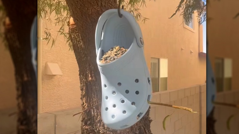 A mirrored image of a blue Croc shoe hanging from a tree with a twig at the bottom and full of bird seed