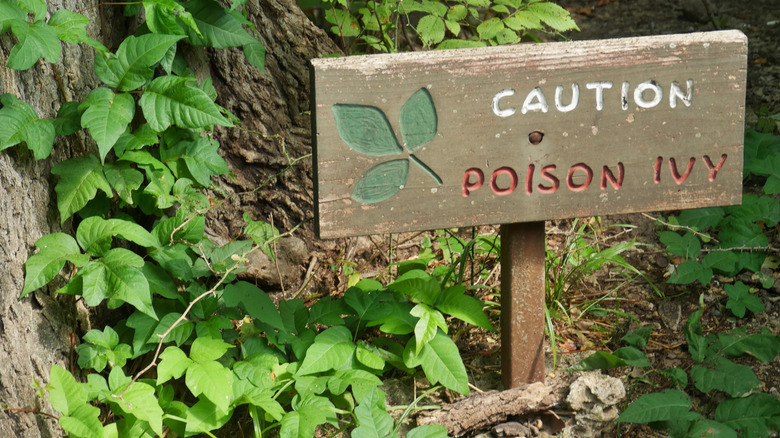 poison ivy sign