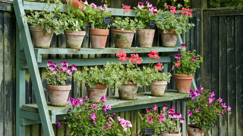 hanging staircase planter