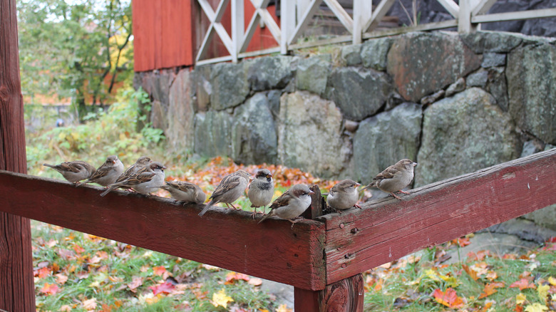 A flock of sparrows sits on a red-painted wooden fence rail outside a house.