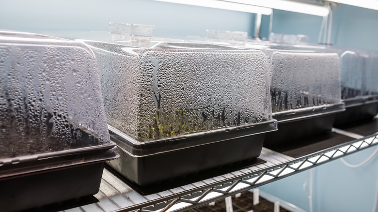 seed starting humidity domes