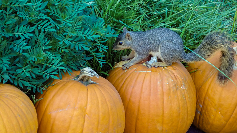 Squirrel eating pumpkin in garden