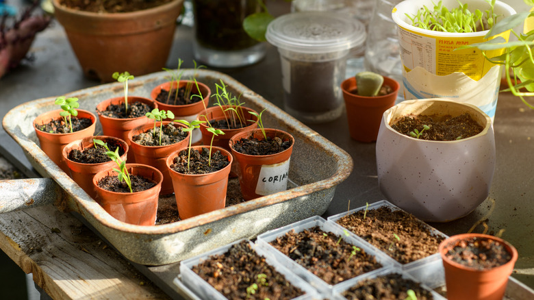 A tray of seedlings in small plastic pots sit on a potting bench.