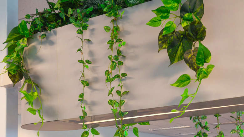 vining plant hanging from ceiling doorway
