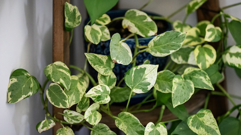 Vining plant in blue pot on corner wood shelf