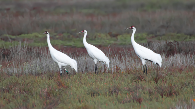 Three adult whooping cranes, on the protected list