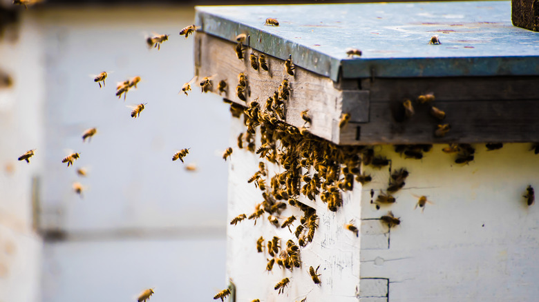 Bees swarming outside home