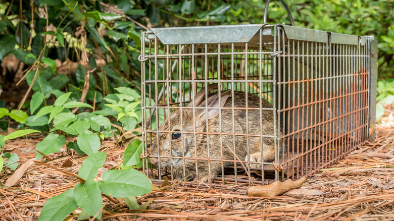 Rabbit in humane trap