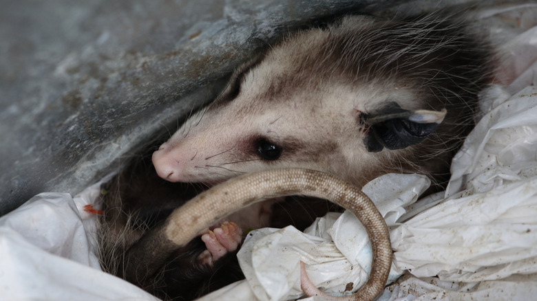 Possum curled up in a trash can