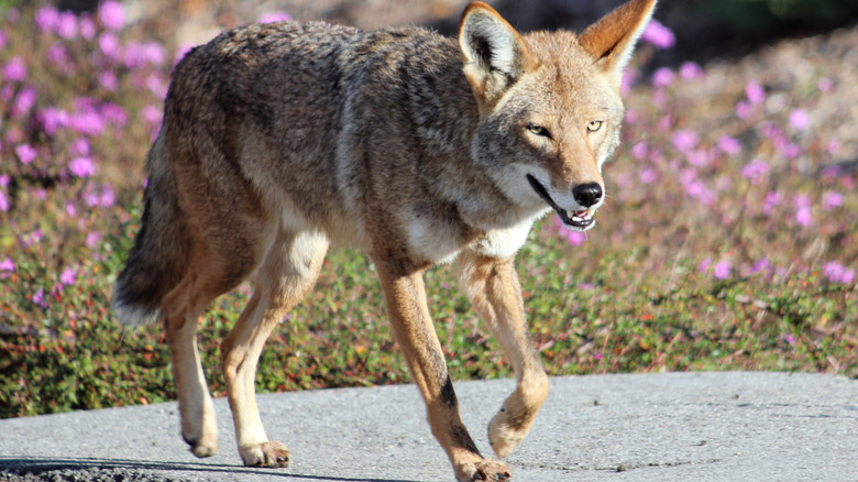 WIld coyote on driveway