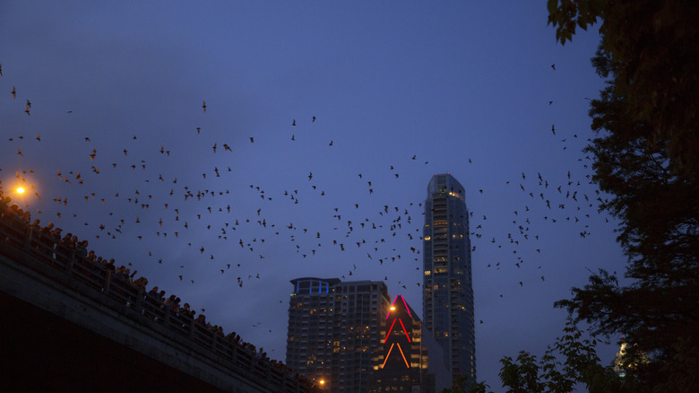 Thousands of bats flying from Austin's Congress Avenue bridge