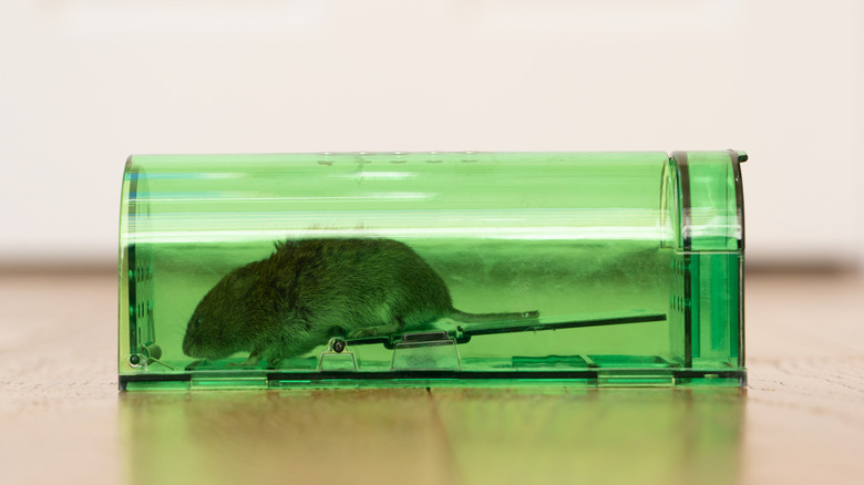 Mouse in humane mouse trap