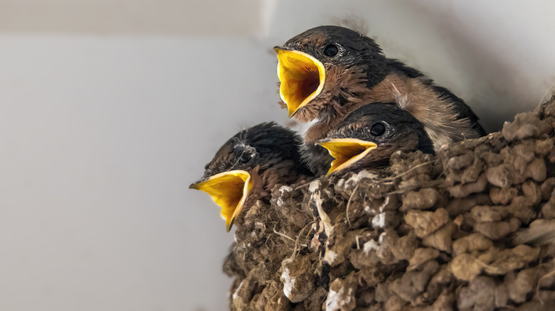 Close up of tiny newly hatched Swallows sitting in their mud nests