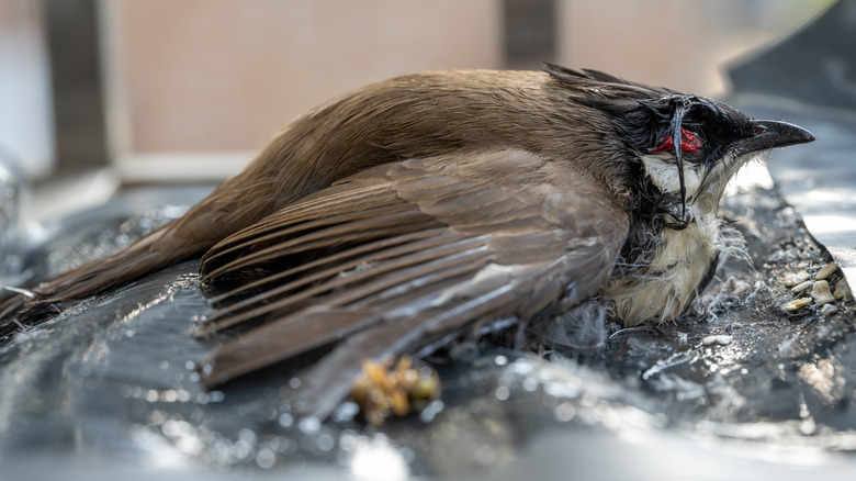 A bird trapped on a glue trap