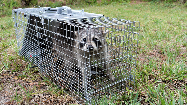 Racoon in humane trap