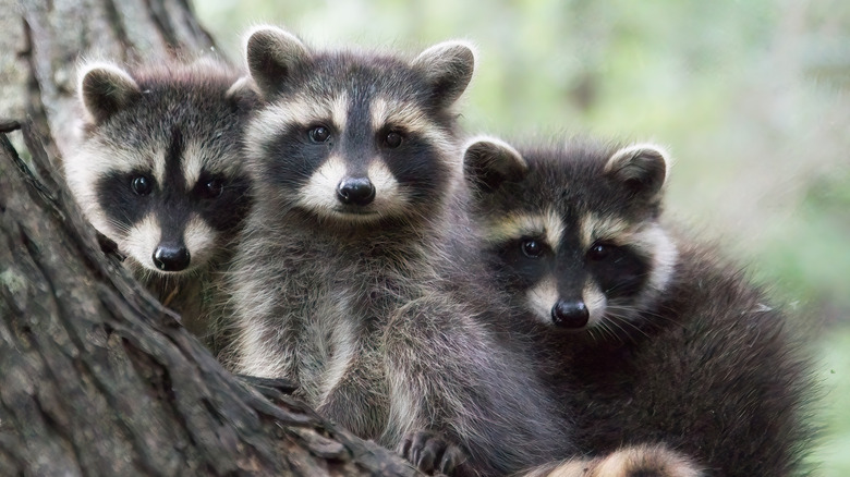 Three young racoons in tree
