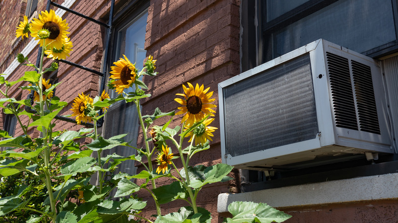 window ac and sunflowers