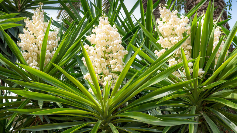 Yucca plants during bloom