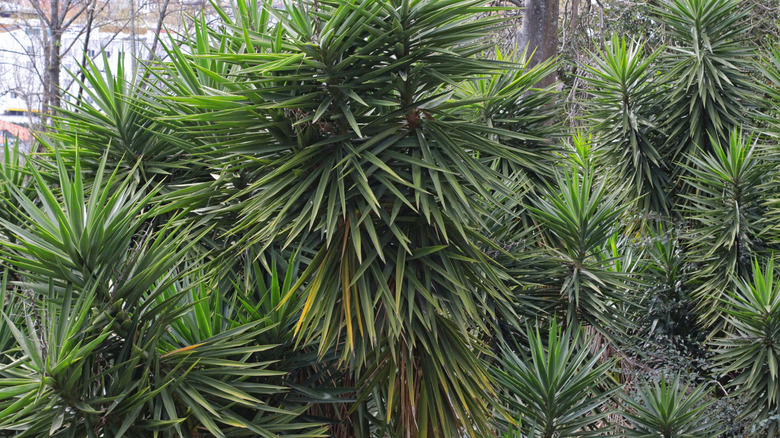 A large yucca dominating a space