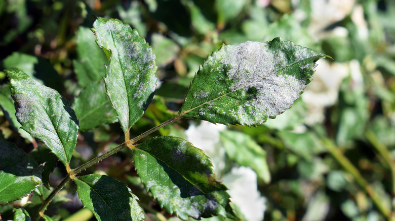 Powdery mildew is growing on the leaves of a plant in the foreground of a blurred garden.