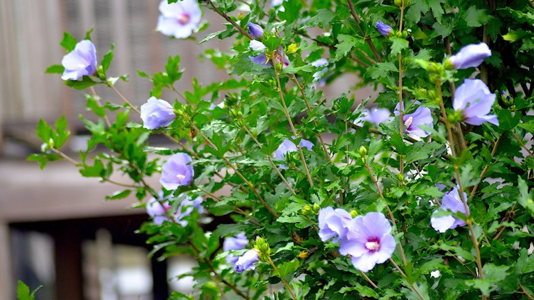 A close up of althea growing