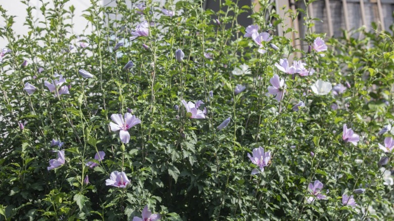 A large and chaotic rose of Sharon shrub