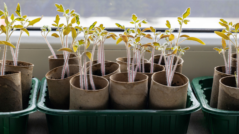 Seedlings growing indoors in DIY toilet paper roll pots