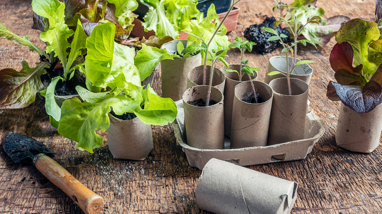 Seedlings growing in DIY pots made from toilet paper rolls
