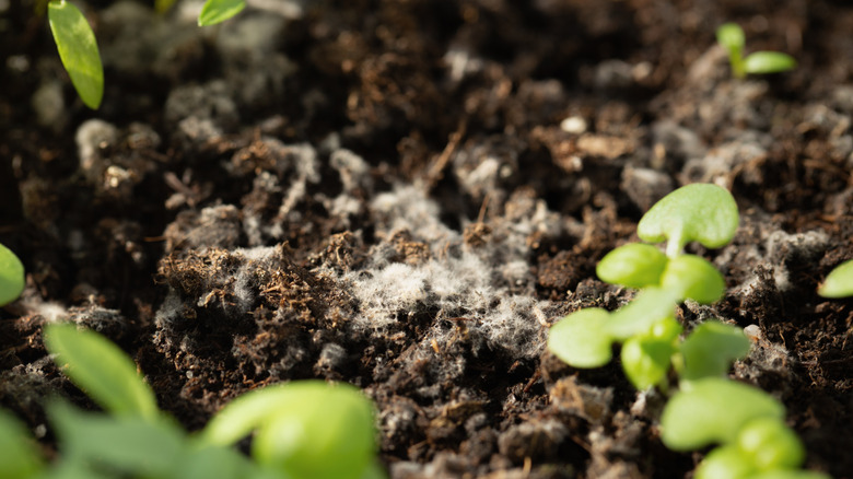 Mold grows on soil near small seedlings