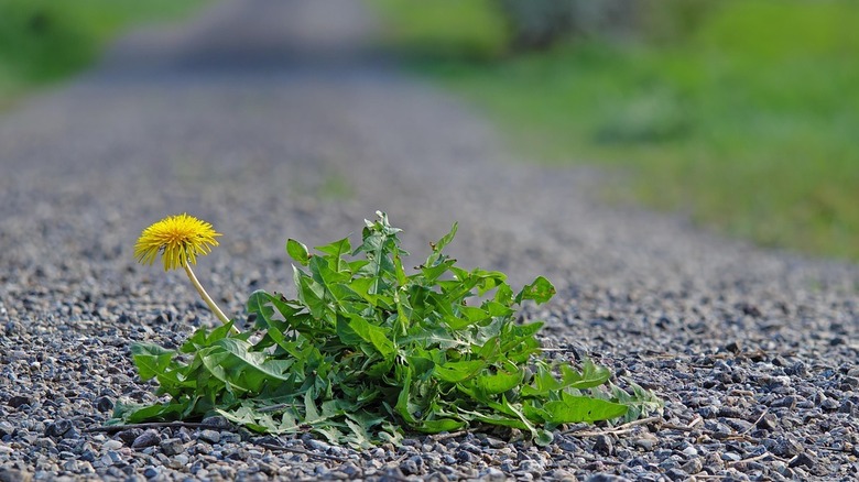 weeds and a dandelion growing out of gravel