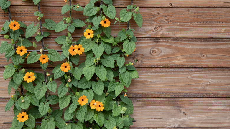 black-eyed Susan vine trellis