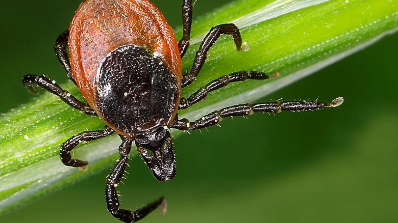 An up close view of a tick sitting on a plant leaf
