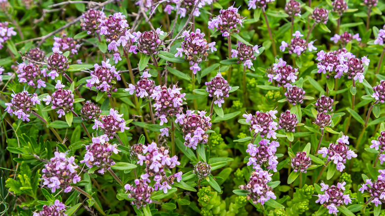 Creeping thyme in a field on a sunny day
