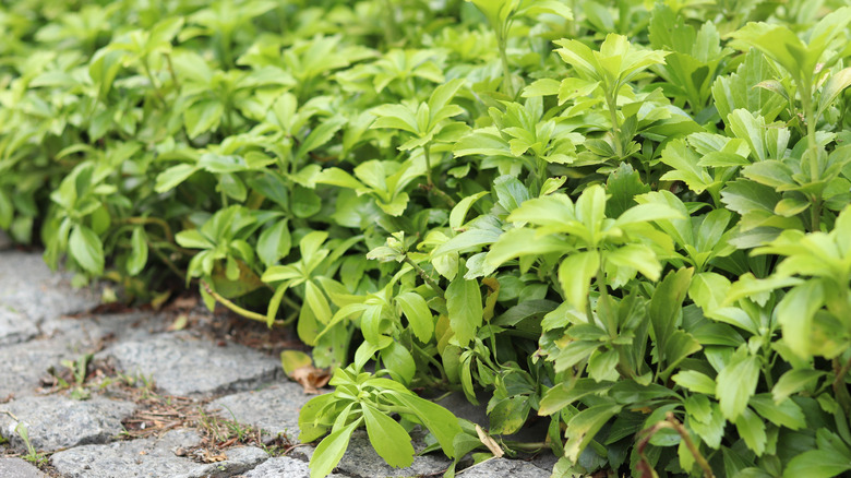 A close up of pachysandra near a paver walk