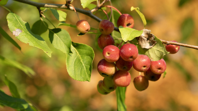 Small apples growing on a tree