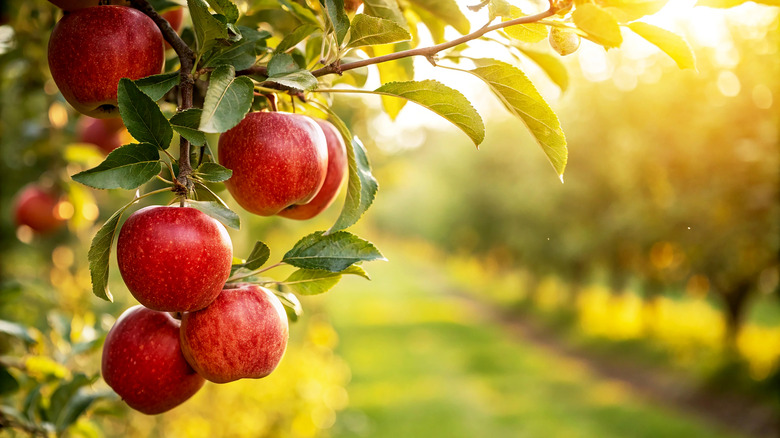 Red apples grow on a tree in garden