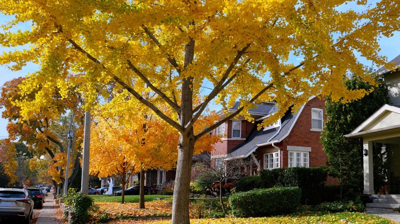 A large maple in autumn in a front yard