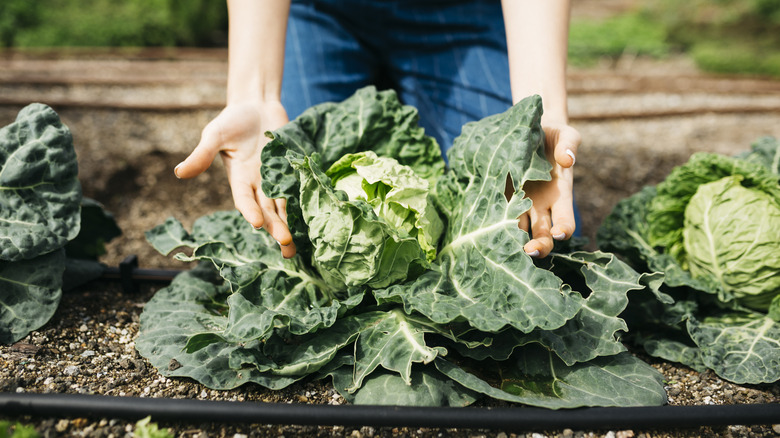 Hands grabbing a selection of cabbage leaves in a garden