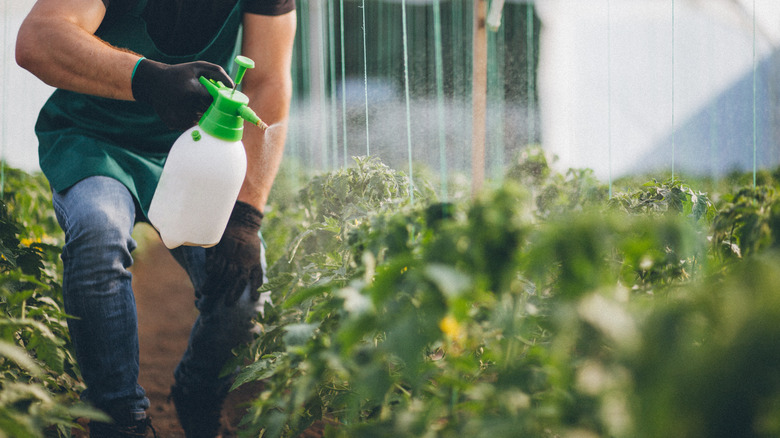 person spraying pesticide in garden