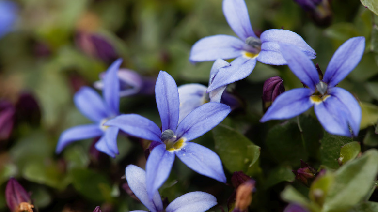 green plant with violet flowers